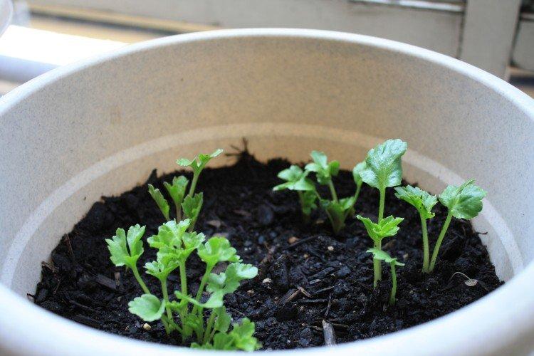 Planter et élever des renoncules