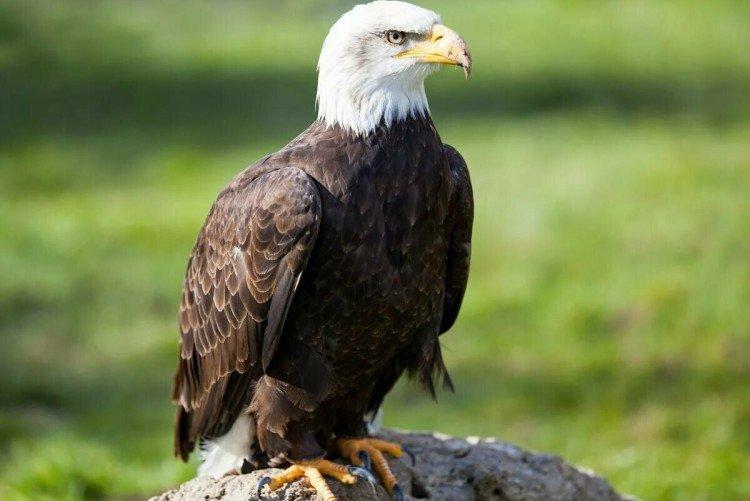 Pygargue à queue blanche