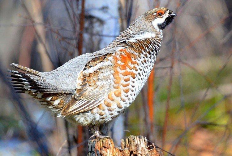 Grouse