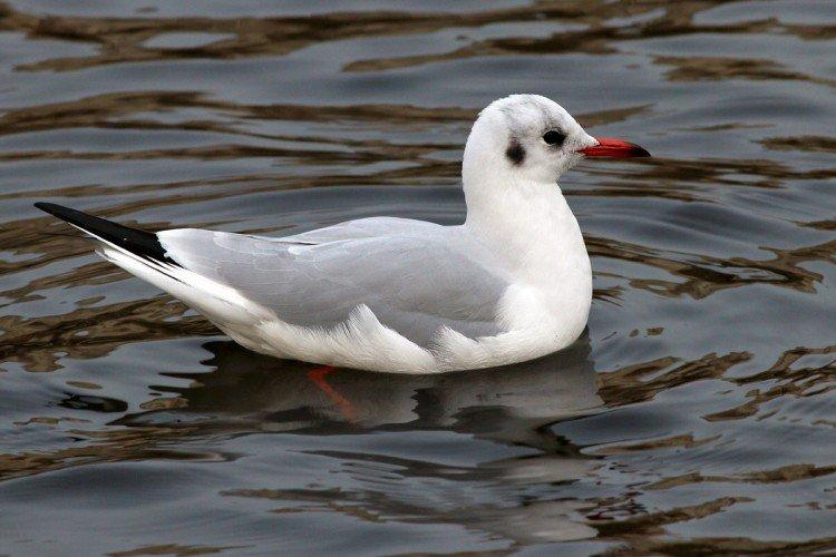 Mouette rieuse