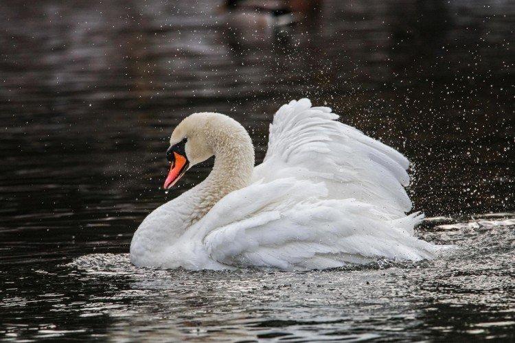 Cygne muet