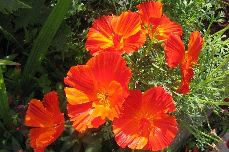 caractéristiques générales