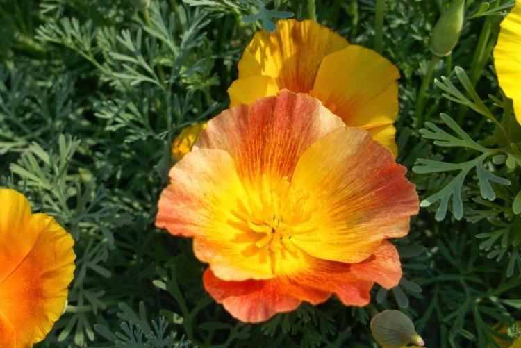 Plantation et élevage d'escholzia