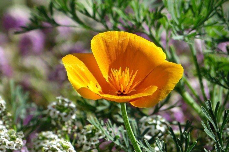 Escholzia - photo