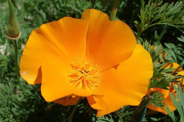 Escholzia - photo