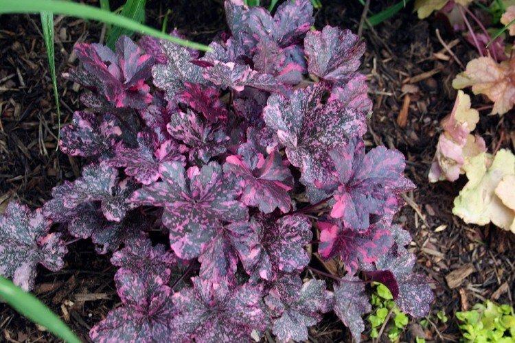 caractéristiques générales