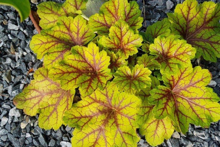 Transplantation et rajeunissement