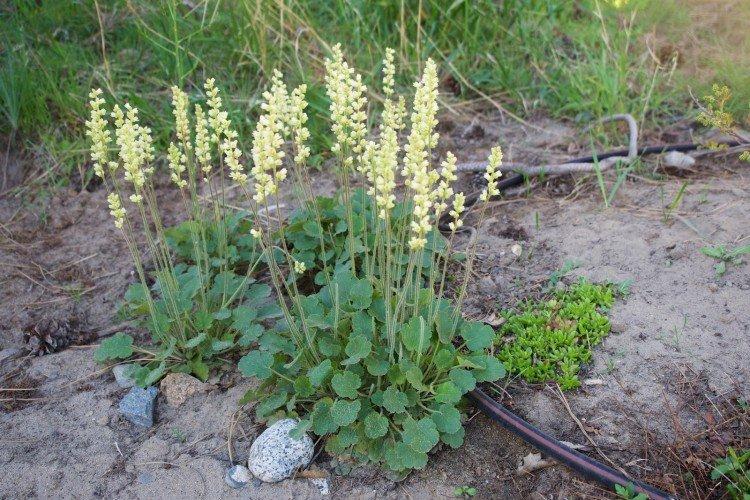 Heuchère cylindrique