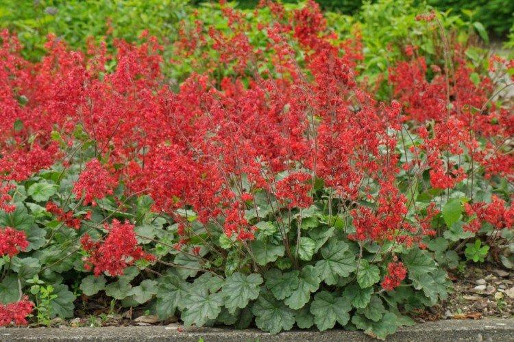 Shaggy Heuchera