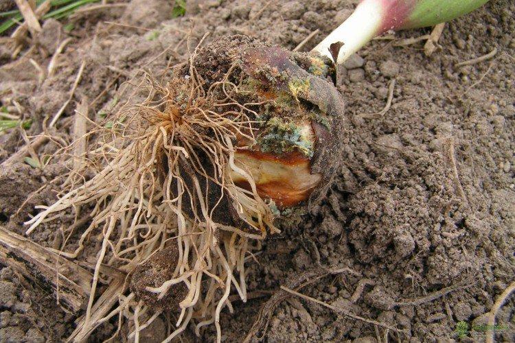 Lutte contre les parasites et les maladies