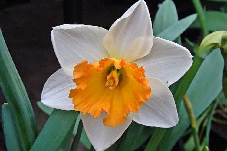 Jonquilles à grosse couronne