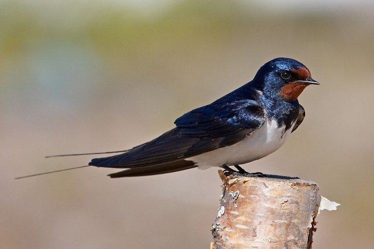 Hirondelle rustique