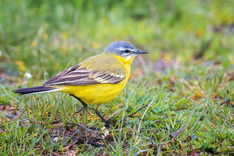 Bergeronnette printanière