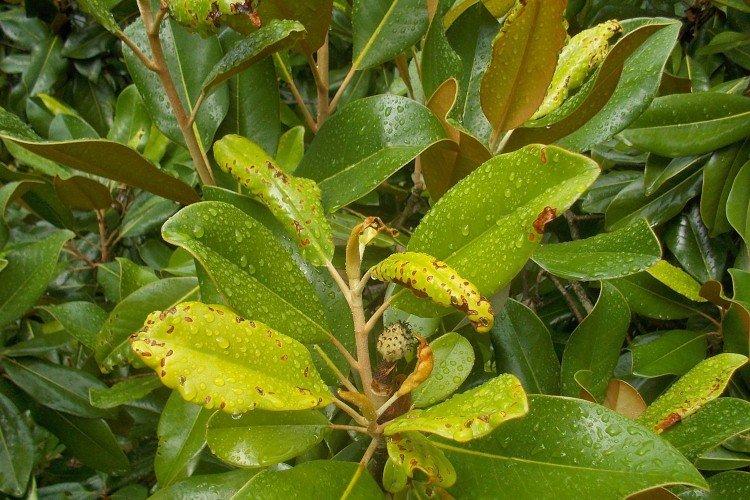 Lutte contre les parasites et les maladies