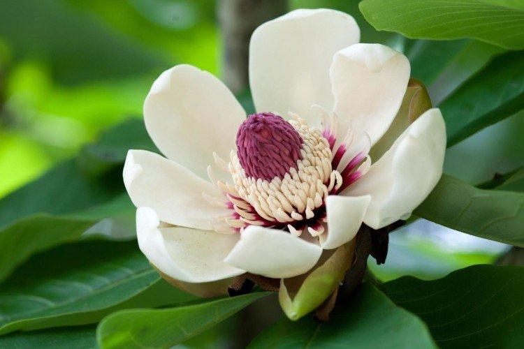 Magnolia - photo