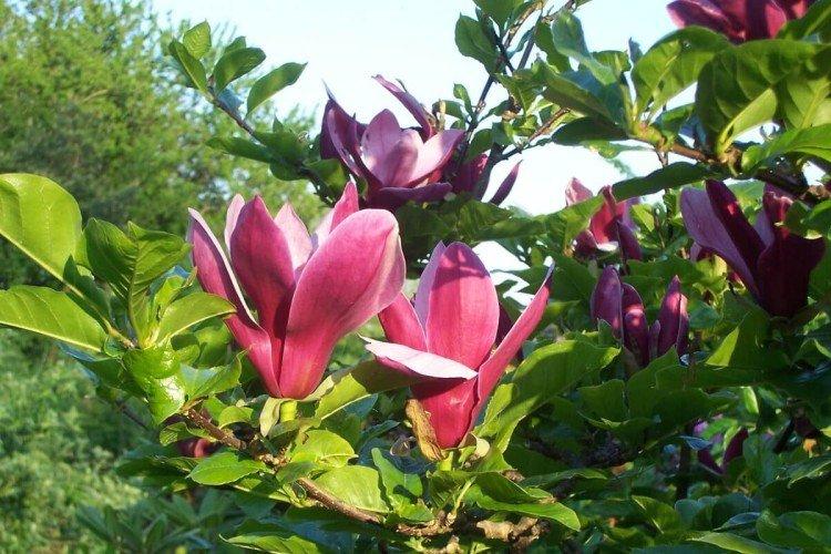 Magnolia - photo