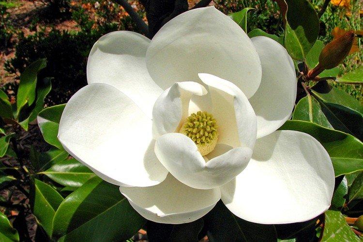 Magnolia - photo
