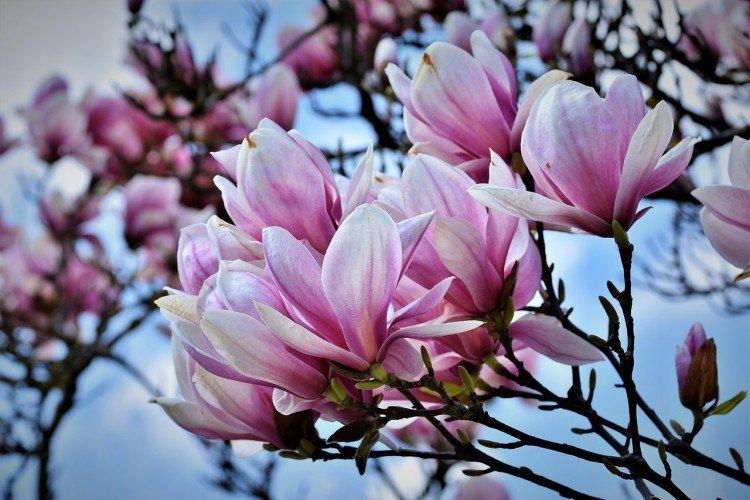 Magnolia - photo