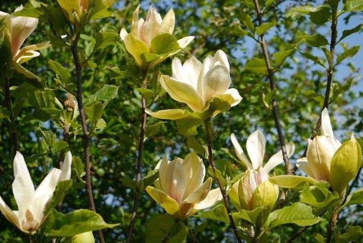 Magnolia - photo