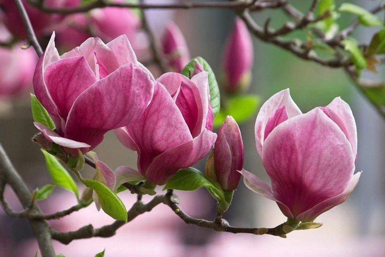 Magnolia - photo