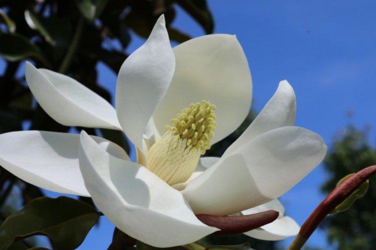 Magnolia - photo