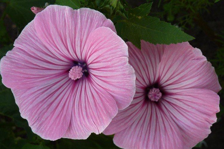 Primorskaïa Lavatera