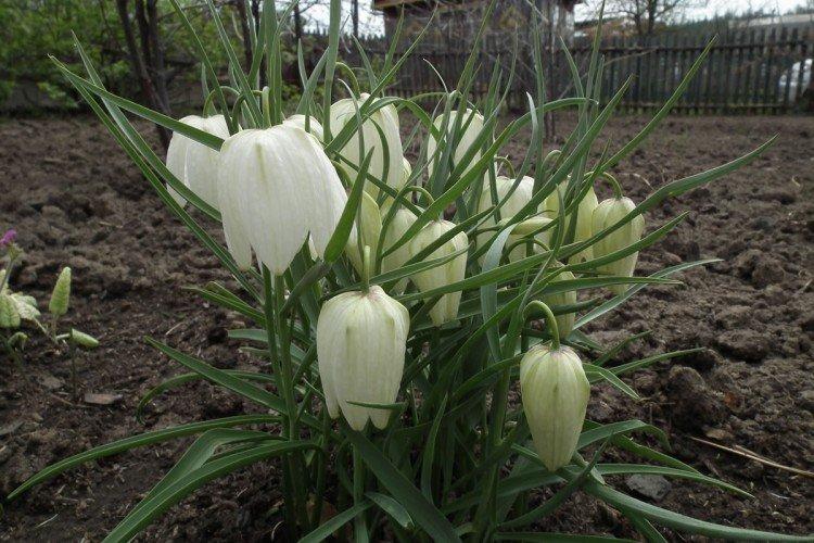 Plantation et sélection