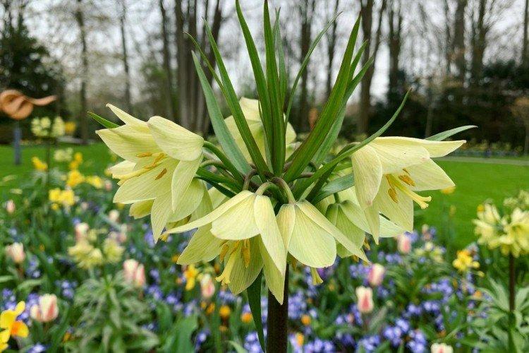 Tétras du noisetier - photo