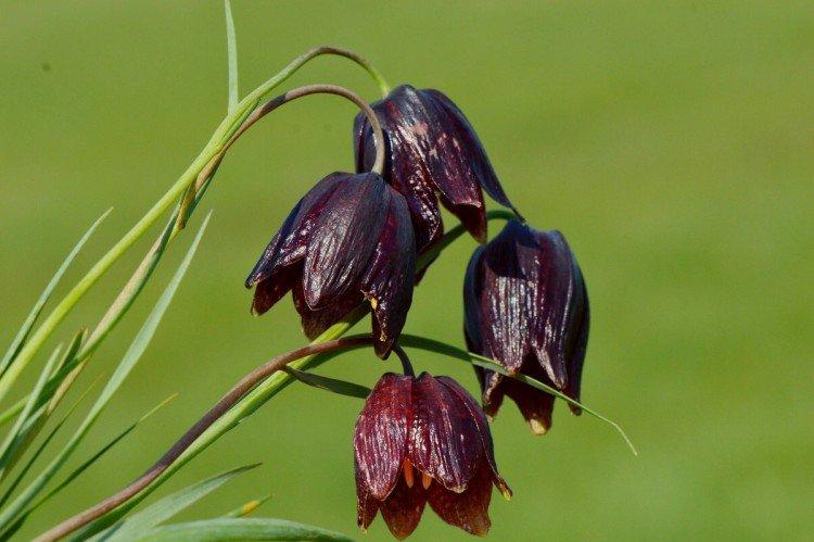Tétras du noisetier - photo