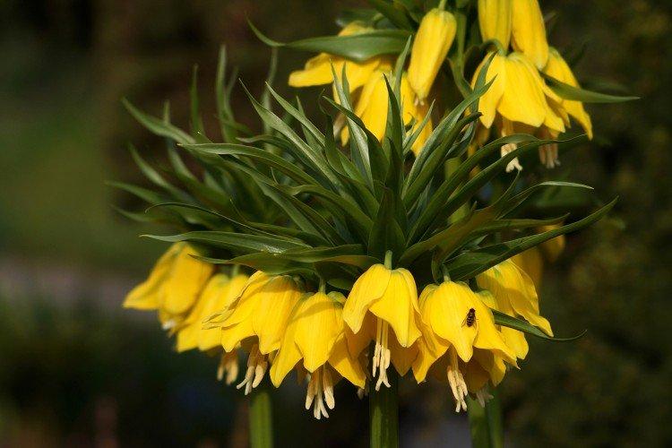 Tétras du noisetier - photo