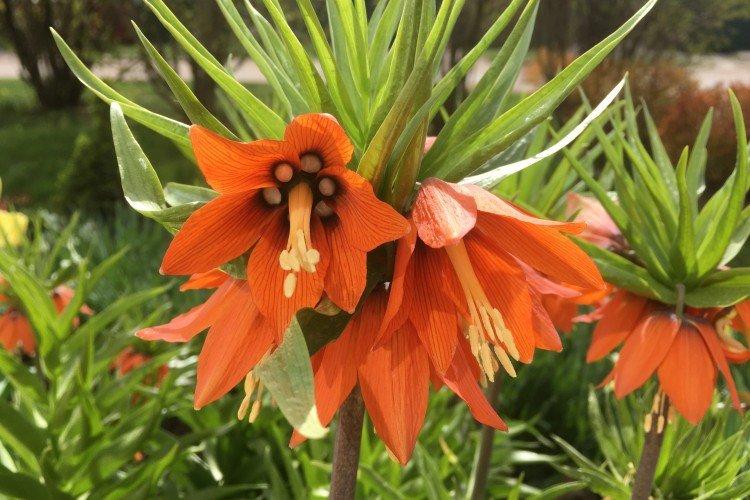 Tétras du noisetier - photo