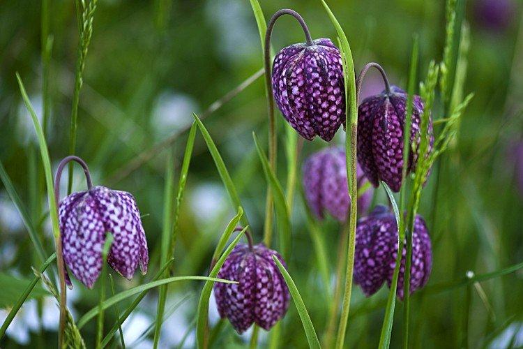 Tétras du noisetier - photo