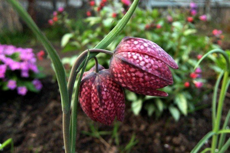 Tétras noisette d'échecs