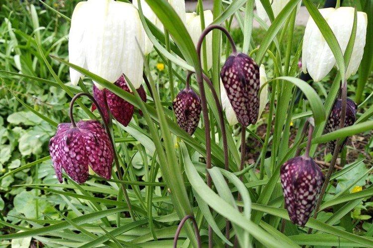 Tétras du noisetier - photo