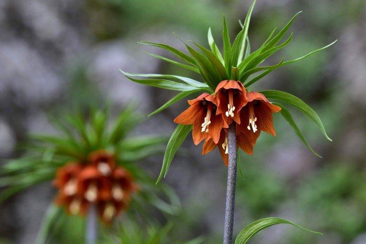 Tétras du noisetier - photo