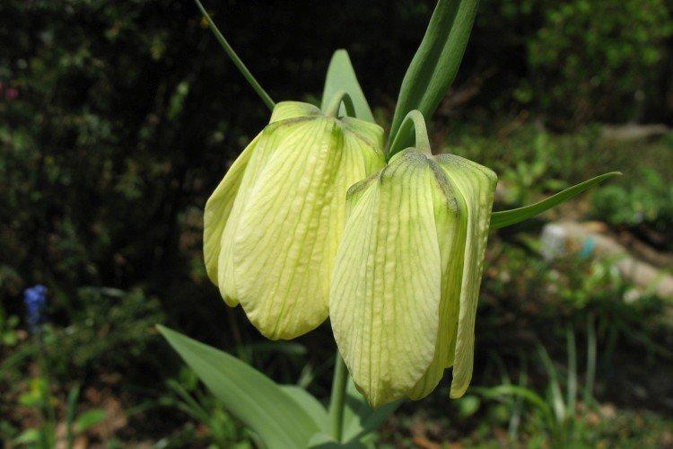 Tétras noisette à fleurs pâles