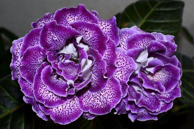 Gloxinia