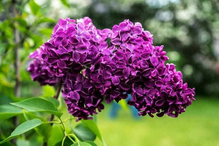 Lilas