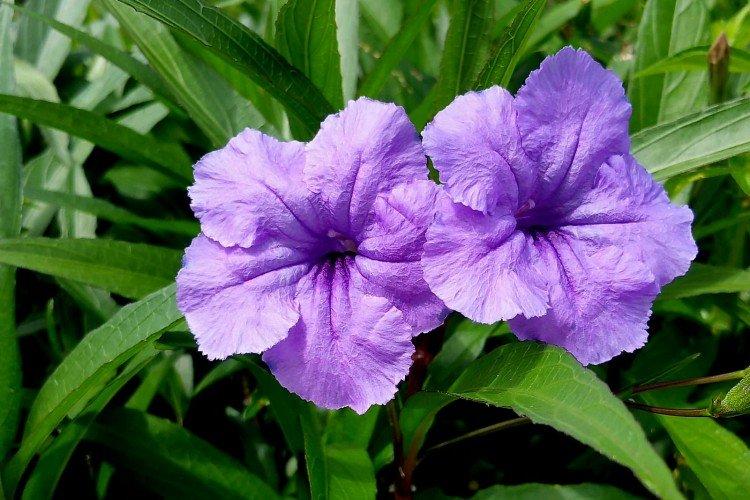 Ruellia