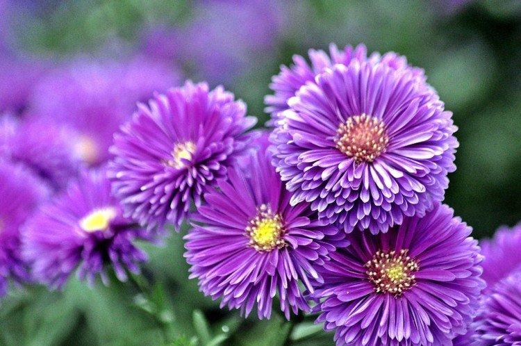 Aster
