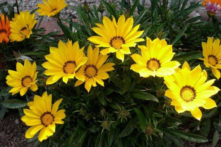 Portail à fleur simple