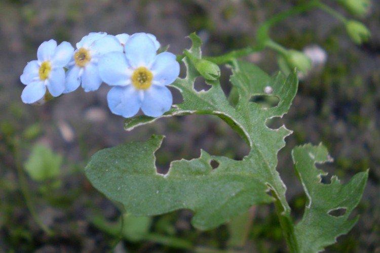 Lutte contre les parasites et les maladies