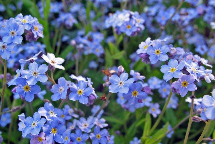 Forget-me-nots - photo