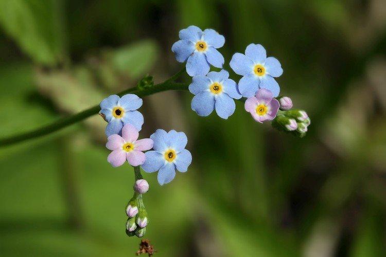 Marais myosotis