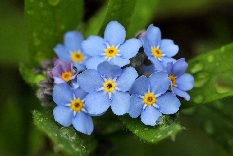 Forget-me-nots - photo