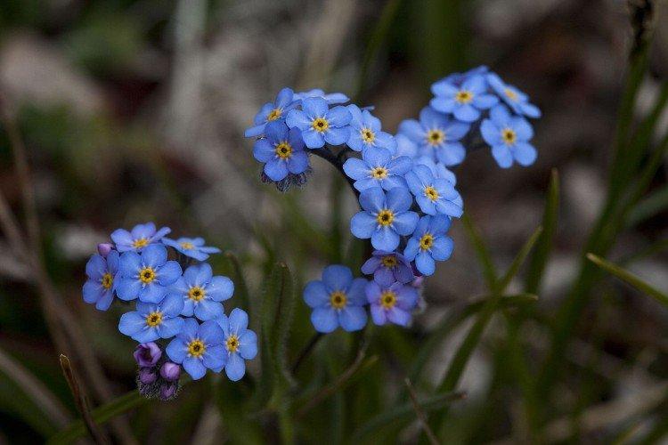 Forget-me-nots - photo