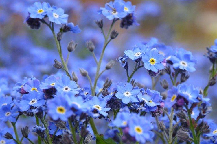 Champ myosotis