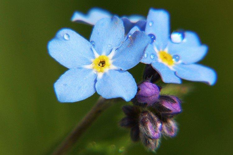 Forget-me-nots - photo