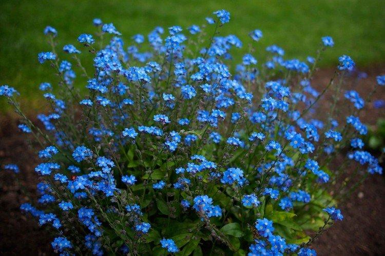 Forget-me-nots - photo