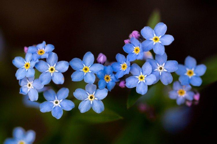 Forget-me-nots - photo